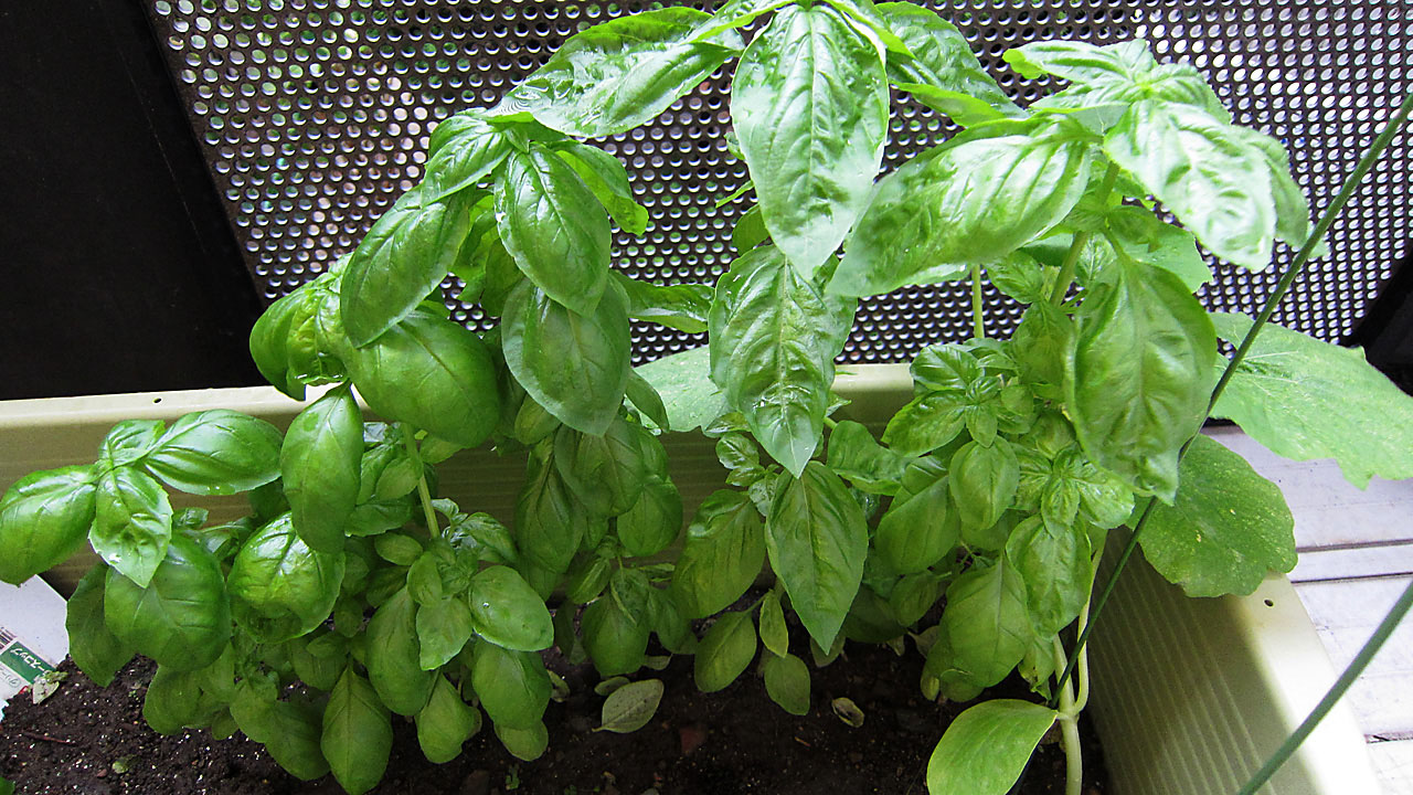 20160928-basil